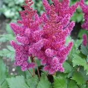 Astilbe Visions