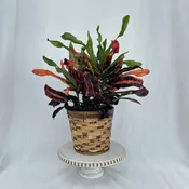 Croton