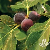Brown Turkey Fig