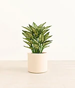 Aglaonema Snow White