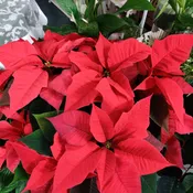 Poinsettia (8")