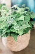 Maiden Hair Fern — Sag Harbor Florist