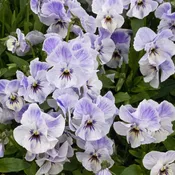 ‘Painted Porcelain’ Viola