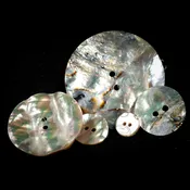 Abalone Shell Conchos