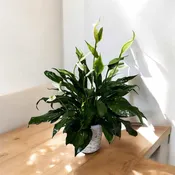 Peace Lily 6"