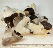 English Flint Nodule Specimens with Cortex, set of 3