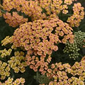 New Vintage™ Terracotta Yarrow (Achillea)