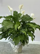Peace Lily Floor Plant