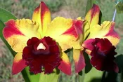 Blc. Toshie Aoki 'Starburst' (2 ½ inch pot) Limited Supply