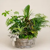 Large plant basket