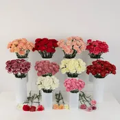 350 Carnations for Mother's Day