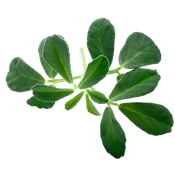 Classic Fenugreek