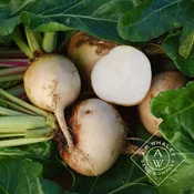 Albino