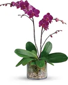 Glorious Orchid