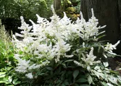 Astilbe, White