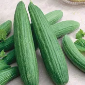 Armenian Cucumber