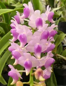 Aerides odorata.
