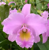 Blc. Arthur Tanner's Jackie Flinn