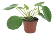 Pilea peperomioides (2" Pot) (Chinese money plant / Pancake plant / UFO plant)
