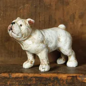 Billie the French Bulldog
