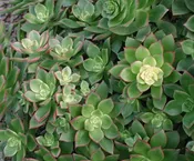 AEONIUM DECORUM VARIEGATA