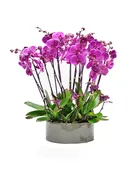 Bright Orchid Gift