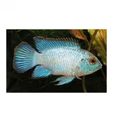 Blue Acara
