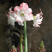 Blossom Peacock