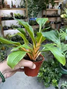 Chlorophytum Orange Mandarin — Seattle Plant Daddy
