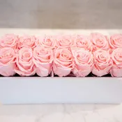 Pink Roses in White Rectangle