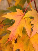 Acer rubrum 'JFS-KW78'~ Armstrong Gold® Red Maple