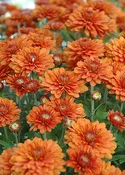 Garden Mum, Bronze / Orange