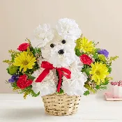 Bright DOG-able in Basket