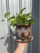 Large all in one player with Drainage Dish — Mulberry Corner