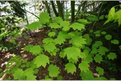 Acer circinatum, West Coast Native Vine Maple