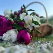 4-weeks of Peonies — Hidden Springs Peony Farm