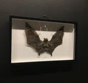 Greater Fruit Bat