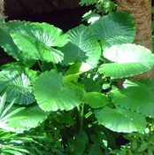 10" Alocasia Odora
