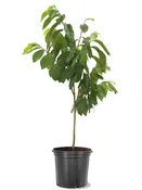 Paw Paw Trees - Seedling