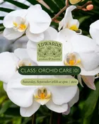 Orchid Care 101 September 26 At 1Pm