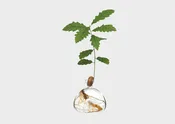 Acorn Vase