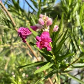 Burgundy Desert Willow-(5 GAL)