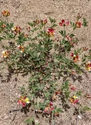 Acmispon grandiflorus var. grandiflorus - Large-Flowered Lotus, Chaparral Bird's Foot Trefoil (Plant)