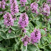Ajuga Bugleweed Pink Lightning - 6" Perennial