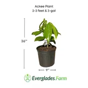 Ackee Tree