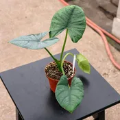 Alocasia sp. 'Platinum'