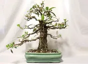 Dwarf African Strangler Fig in a Glazed Container