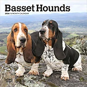 Basset Hound 2026 Mini Wall Calendar