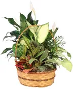 PLENTIFUL PLANT BASKET