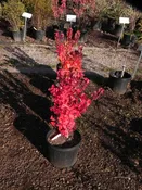 Autumn Blaze (Acer x freemanii)